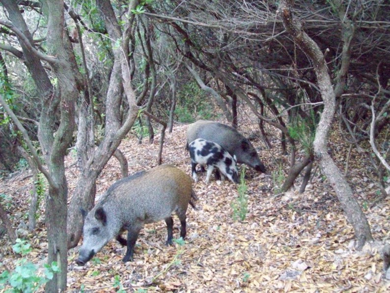 FAMIGLIOLA A SPASSO.jpg