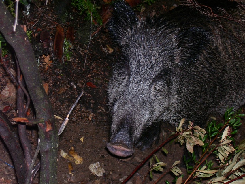 CINGHIALE BELLISSIMO.jpg