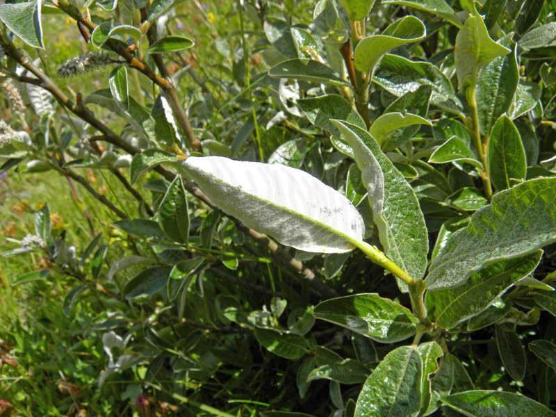 P90-2011-07-21-4809-Salix sp..jpg