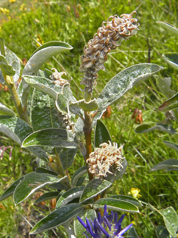 P90-2011-07-21-4812 Salix cfr glaucosericea.jpg
