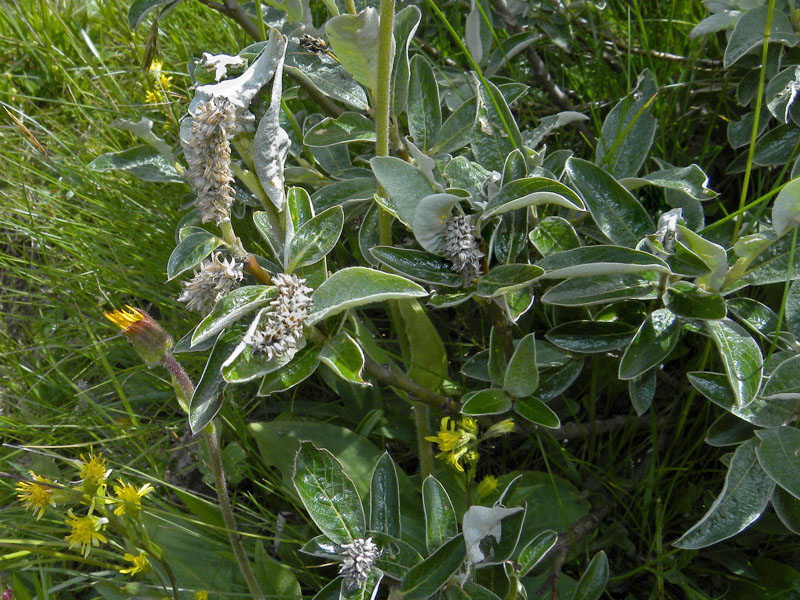 P90-2011-07-21-4802-S.cfr.glaucosericea.jpg