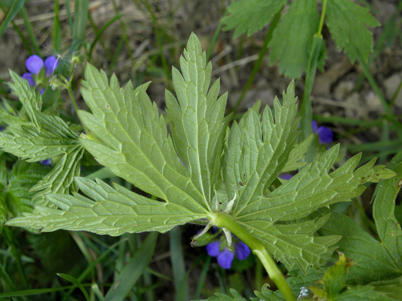 P90-2010-05-24-4625-Geranium sylvaticum.jpg