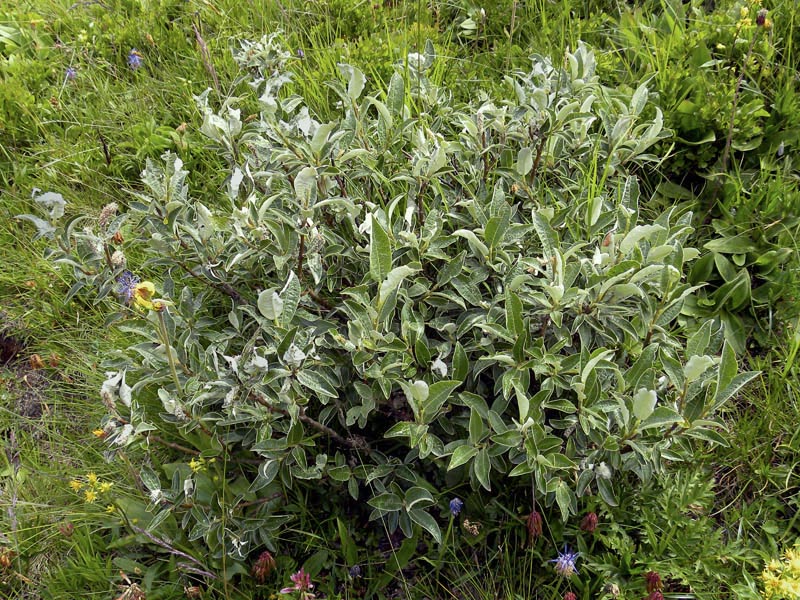 P90-2011-07-21-4798 Salix.cfr.glaucosericea.jpg