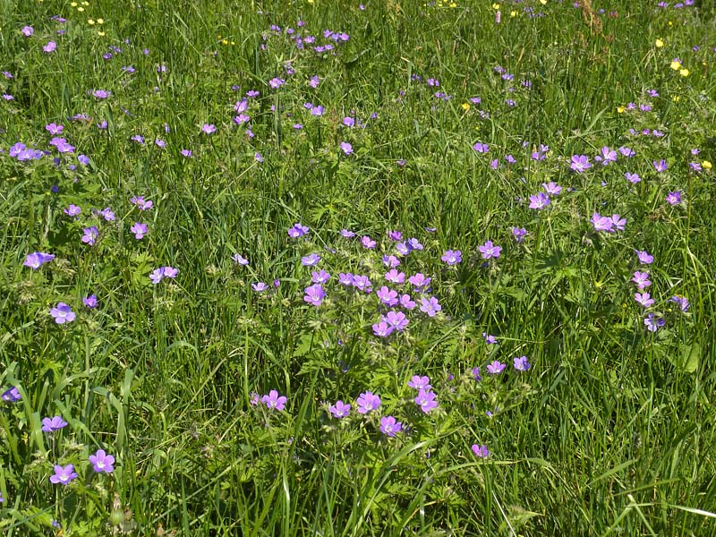 P90-2010-05-24-4630-Geranium sylvaticum.jpg