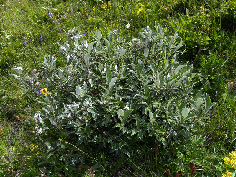 zP90-2011-07-21-4801-Salix-cfr-glaucosericea.jpg