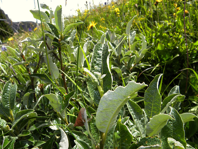 P90-2011-07-21-4813-Salix.cfr.glaucosericea.jpg