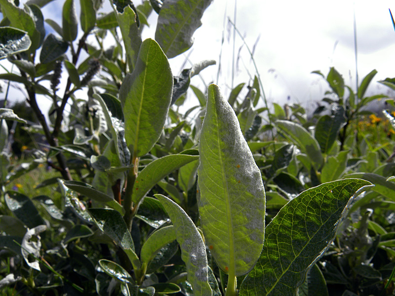 P90-2011-07-21-4808-Salix-cfr-glaucosericea.jpg