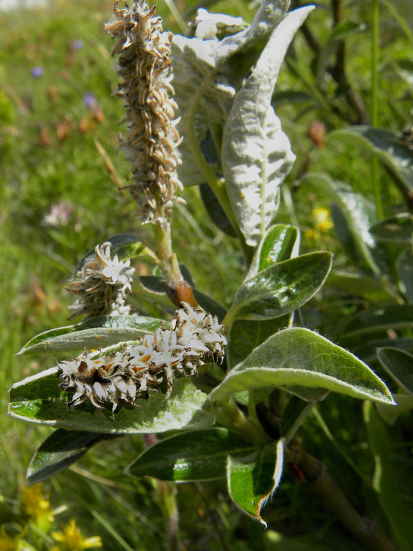 P90-2011-07-21-4805-1Sal.cfr-glaucosericea.jpg
