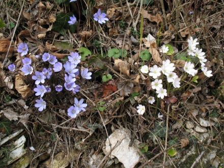 Copia_Hepatica_viola_e_bianca.jpg