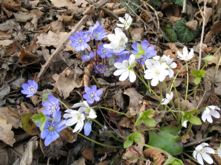 Copia_hepatica_viola_e_bianca_2.jpg