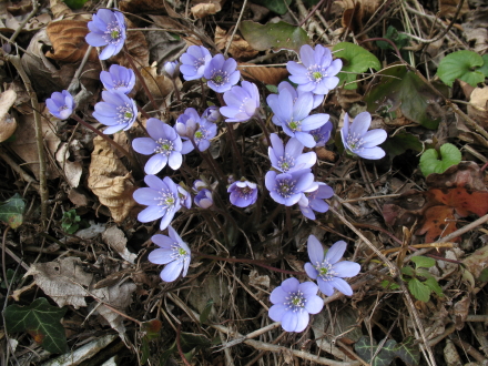 Copia_Hepatica_sp._1.jpg