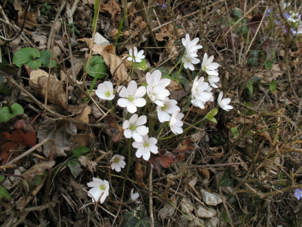 Copia_Hepatica_bianca_1.jpg