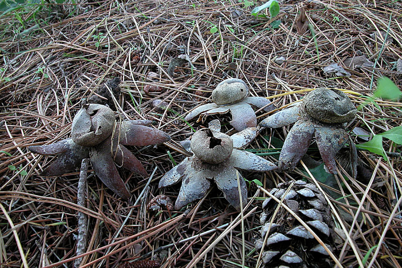 Immagine Allegata