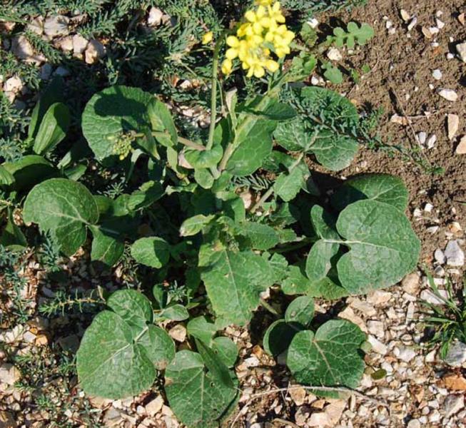 Brassica_rapa_campetris1ph.jpg