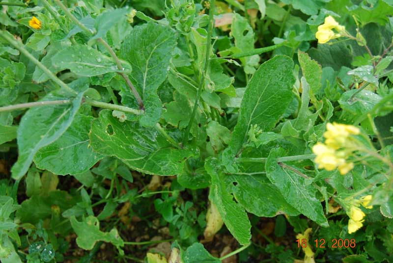 brassica_rapa_campestris2ph.jpg