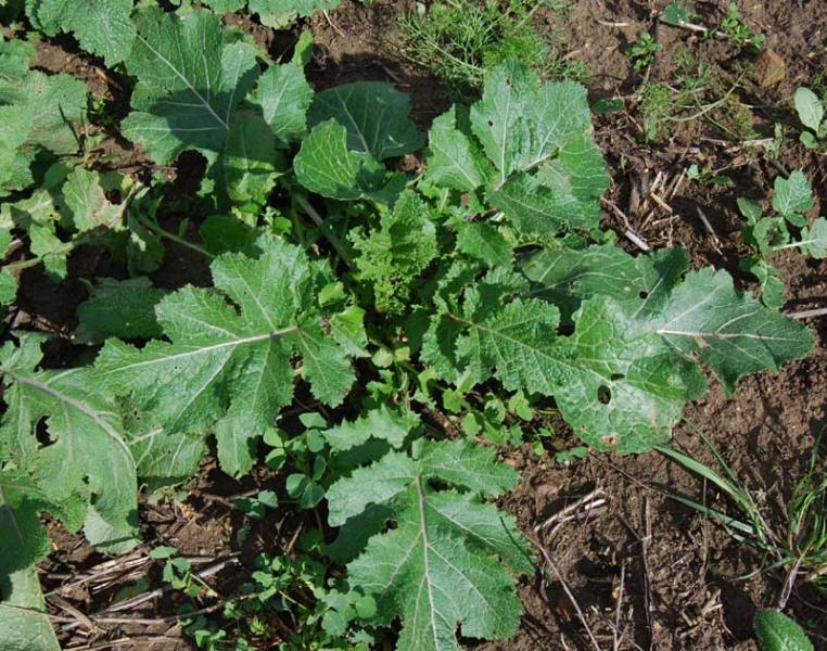 brassica_nigra1ph.jpg