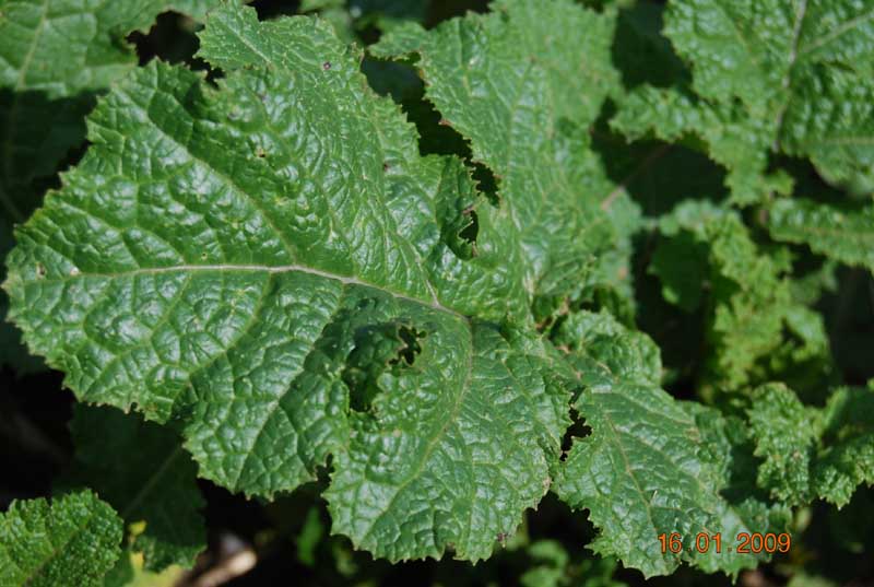 brassica_nigra2ph.jpg