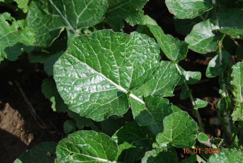 Brassica_rapa_campestris3ph.jpg