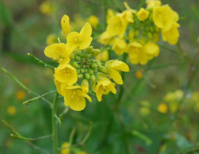 Brassica_rapafioriph.jpg