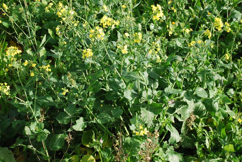 brassicarapa4ph.jpg
