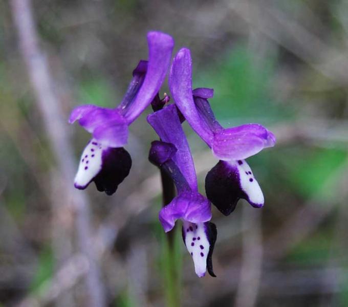 orchidecornuta8ph.jpg