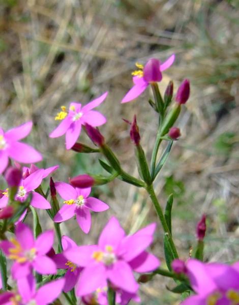 Centaurium erythraea 1dett.jpg