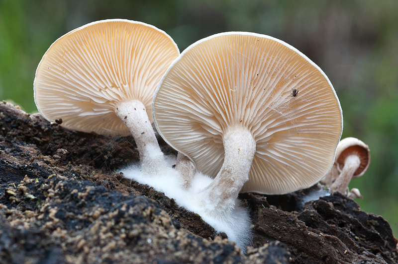 Ossicaulis-lignatilis-05.jpg
