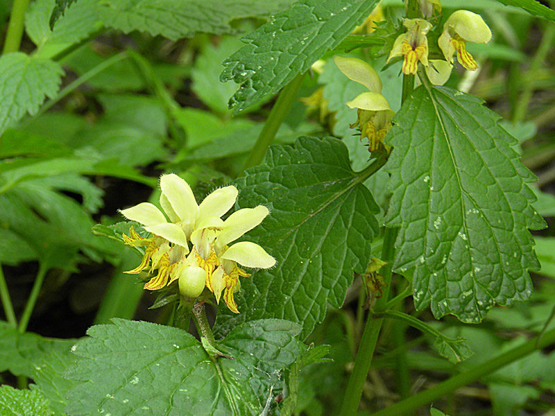 7P90-2010-05-08-3677-Lamium.gal.ssp.flavidum.jpg