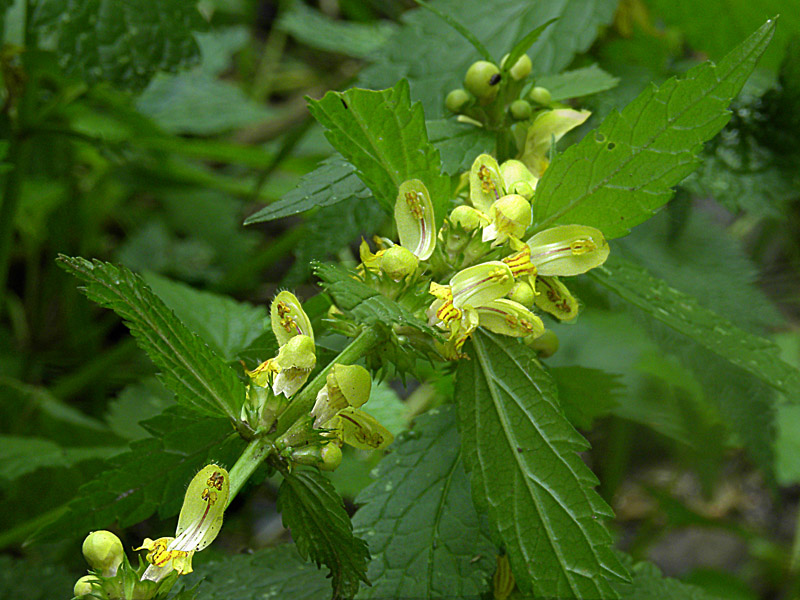 5P90-2010-05-08-3679-L. galeobd.ssp. flavidum.jpg