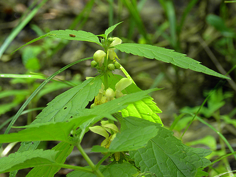8P90-2010-05-08-3682-L.galeobdlon.ssp.flavidum.jpg