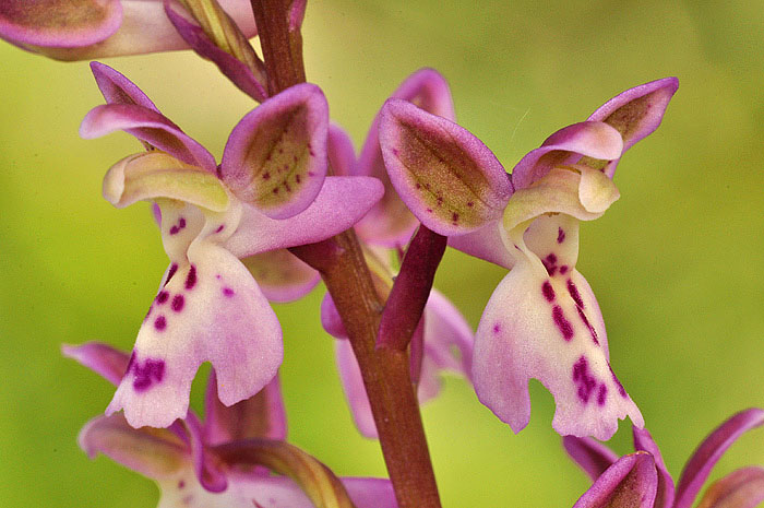 DSC_0261orchis.jpg