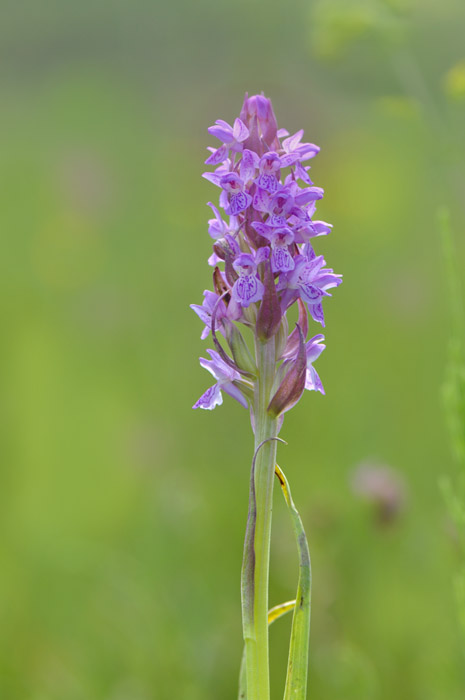 DSC_0287dactyloriza.jpg