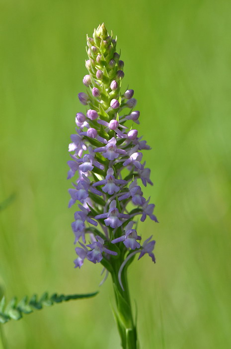 DSC_0284gymnadenia.jpg
