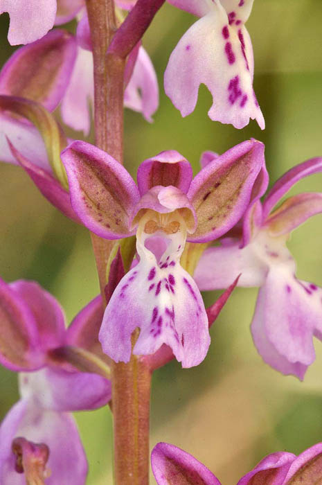 DSC_0258orchis.jpg
