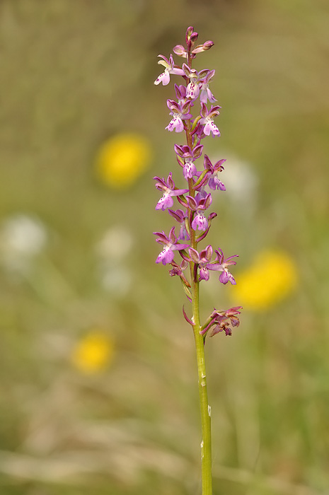 DSC_0267orchis1.jpg