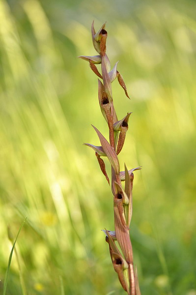 _DSC0173serapias.jpg
