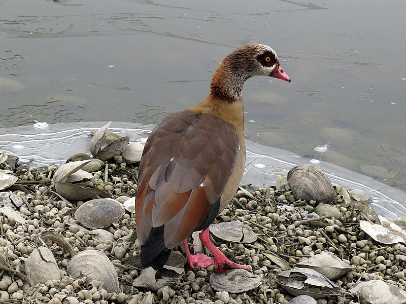 6i-oca-egiziana-(alopochen-aegyptiacus)-C053.jpg