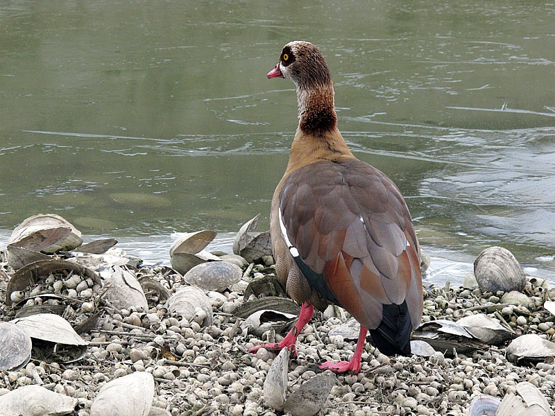 4i-oca-egiziana-(alopochen-aegyptiacus)-C051.jpg