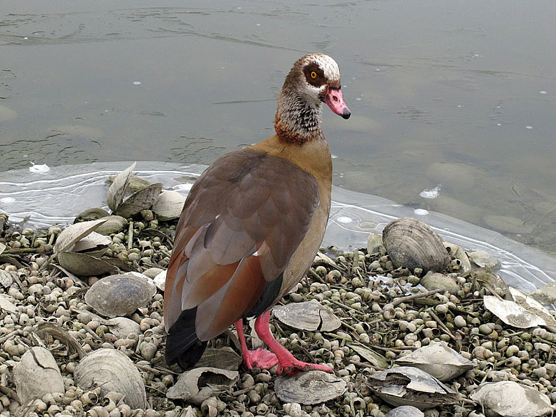 7i-oca-egiziana-(alopochen-aegyptiacus)-C052.jpg