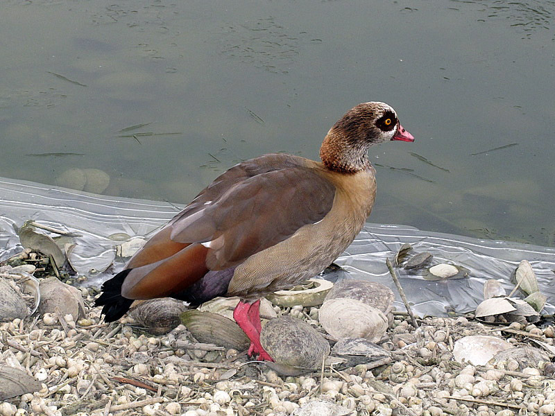 1i-oca-egiziana-(alopochen-aegyptiacus)-C056.jpg