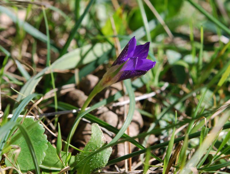 DSC_0010r1.jpg