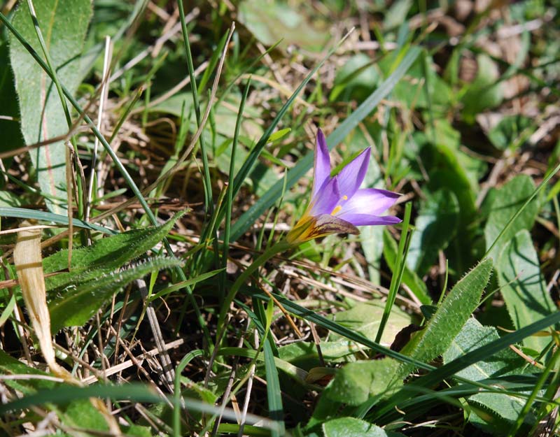 DSC_0012r1.jpg