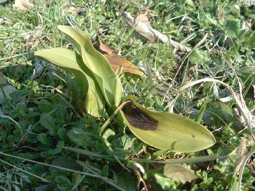 orchidea-Giacomino-web.jpg