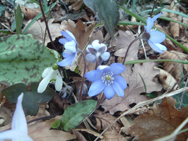 anemone-hepatica.jpg
