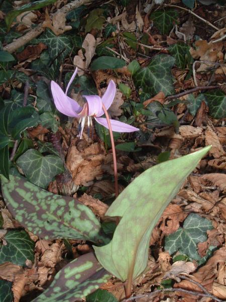 Erithronium-dens-canis.jpg