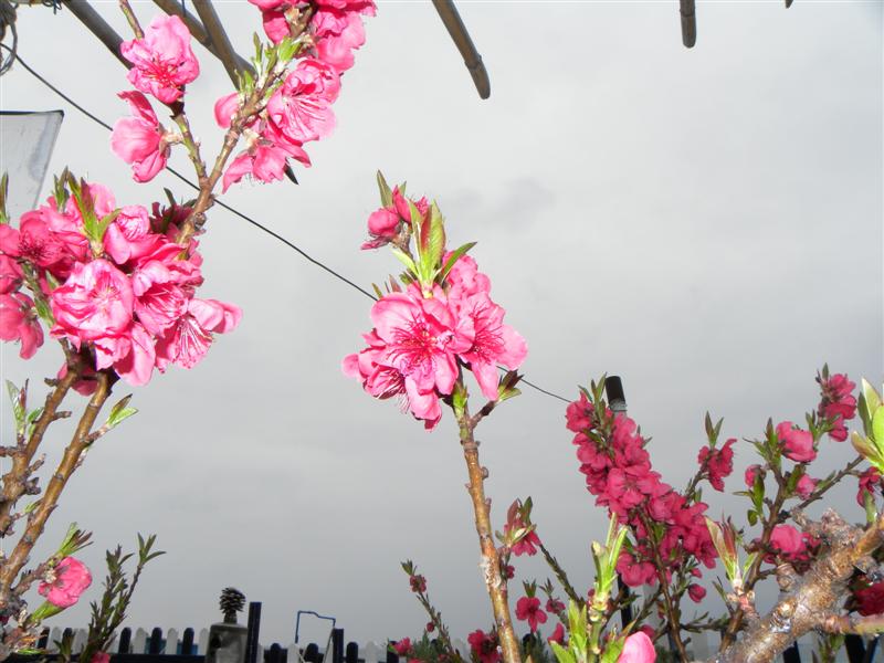 16 marzo 2012 028 (Medium).jpg