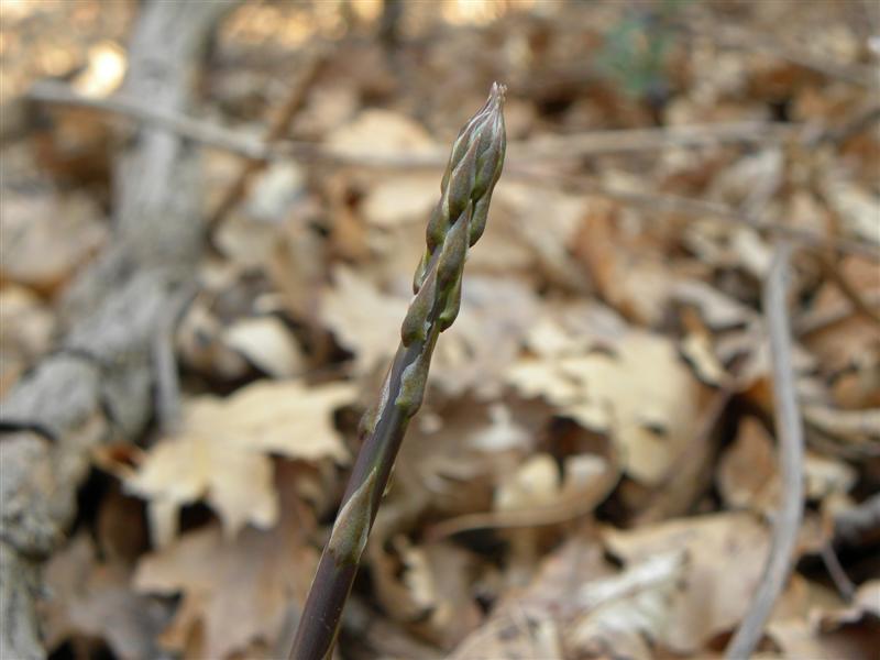 16 marzo 2012 001 (Medium).jpg