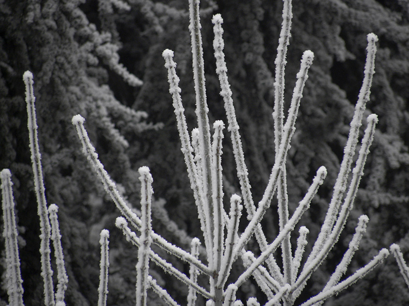 P90-2012-01-18-6232-gALAVERNA.jpg