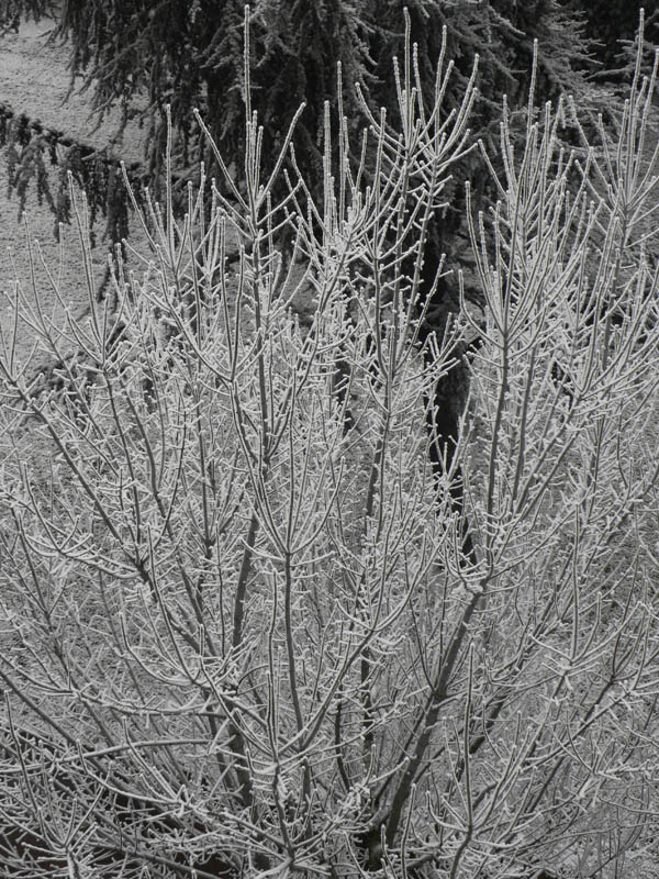 P90-2012-01-18-6237Galaverna.jpg