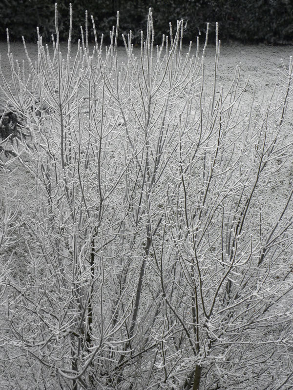 P90-2012-01-18-6236.Galaverna.jpg